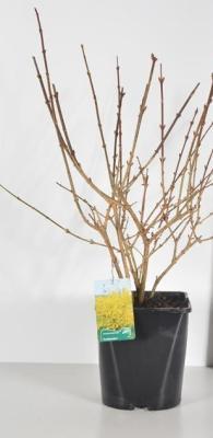 Форзиция Goldzauber, Гор19, Выс60 в интернет гипермаркете «Планета Лета». Фото