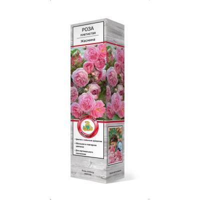 Роза плетистая Жасмина/ЦКор в интернет гипермаркете «Планета Лета». Фото