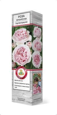 Роза флорибунда Гартентрауме/ЦКор в интернет гипермаркете «Планета Лета». Фото