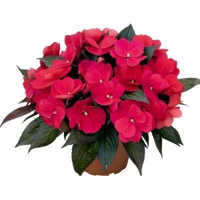 Бальзамин, Гор11 М в интернет гипермаркете «Планета Лета». Фото