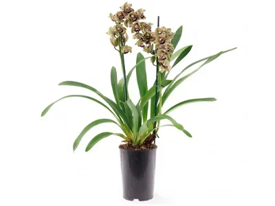 Цимбидиум Magic Vogel, Гор14, Выс80 в интернет гипермаркете «Планета Лета». Фото