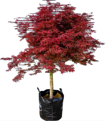 Клен пальм.Disectum Orangeola штамб Гор60, Выс180 И в интернет гипермаркете «Планета Лета». Фото