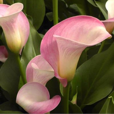BES Калла Pink (x1) Holland Bulb Market в интернет гипермаркете «Планета Лета». Фото BES Калла Pink (x1) в интернет гипермаркете «Планета Лета». Фото