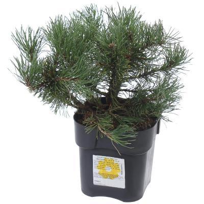 Сосна горная Carstens Wintergold, С10, Выс30-40 И в интернет гипермаркете «Планета Лета». Фото