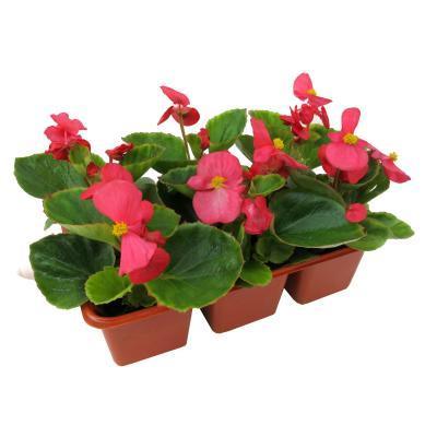 Бегония всегдацвет. (1*10), М в интернет гипермаркете «Планета Лета». Фото