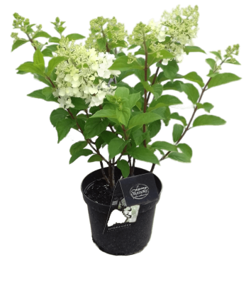 Гортензия метельч.Grandiflora, Гор15, Выс20-30 в интернет гипермаркете «Планета Лета». Фото