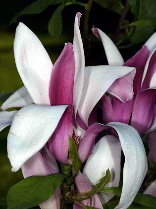 Магнолия Soulangeana ROYAL GROWN, Гор45, Выс200 И в интернет гипермаркете «Планета Лета». Фото