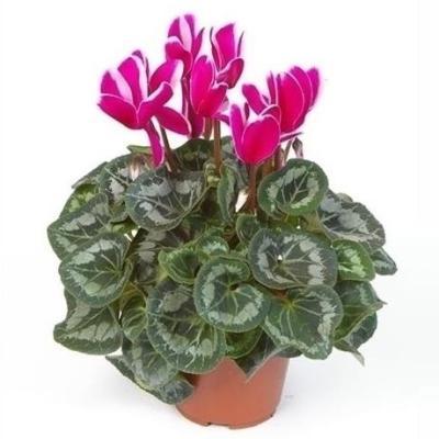 Цикламен Halios Fantasia полосатый, Гор10, Выс20 в интернет гипермаркете «Планета Лета». Фото