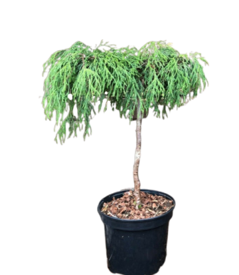 Можжевел.китайс.Plumosa Albovariegata штамб, Гор23, Выс120 в интернет гипермаркете «Планета Лета». Фото