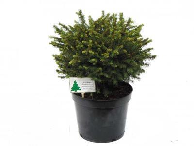 Ель сербская Karel, Гор26, Выс40 в интернет гипермаркете «Планета Лета». Фото