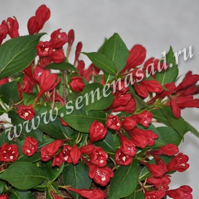 Вейгела цветущая Олл Саммэ Ред П в интернет гипермаркете «Планета Лета». Фото