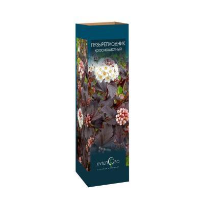 Пузыреплодник калинолистный (краснолистный) Леди ин Ред в коробке Кут в интернет гипермаркете «Планета Лета». Фото