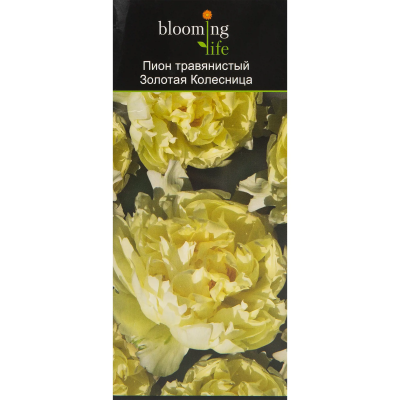 Пион травянистый Золотая Колесница (туба) в интернет гипермаркете «Планета Лета». Фото