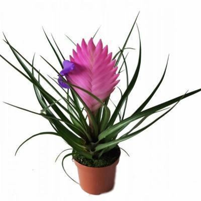 Тилландсия Anita, Гор10, Выс26, IV в интернет гипермаркете «Планета Лета». Фото