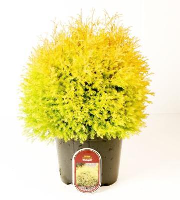 Туя запад.Rheingold, Гор23, Выс30 в интернет гипермаркете «Планета Лета». Фото