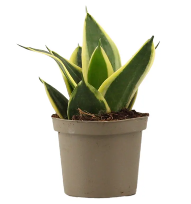 Сансевиерия Hahnii, Гор8, Выс50 в интернет гипермаркете «Планета Лета». Фото