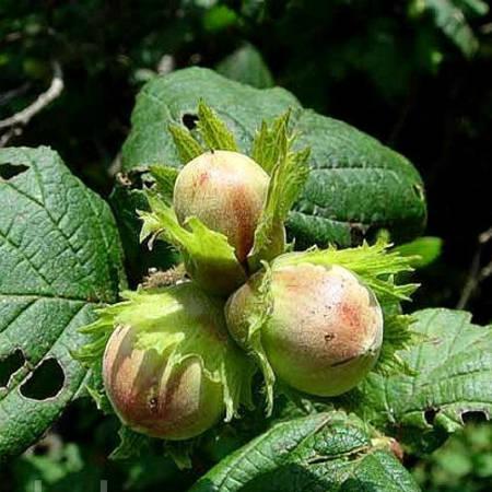 Фундук Шоколадный 2-летка С4 Выс120 в интернет гипермаркете «Планета Лета». Фото