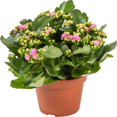 Каланхоэ Tiger mix, Гор10, Выс26 в интернет гипермаркете «Планета Лета». Фото