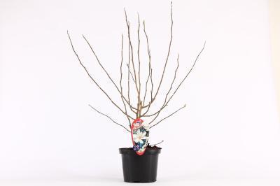 Магнолия Stellata Rosea, Гор21, Выс110 в интернет гипермаркете «Планета Лета». Фото