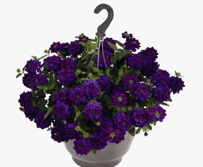 Вербена ампельная, Гор9 М в интернет гипермаркете «Планета Лета». Фото