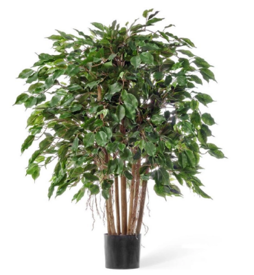 Фикус Бенджамина карликовый многоствольный 100 см в интернет гипермаркете «Планета Лета». Фото
