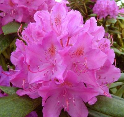 Рододендрон катевбинский Розеум Элеганс П в интернет гипермаркете «Планета Лета». Фото