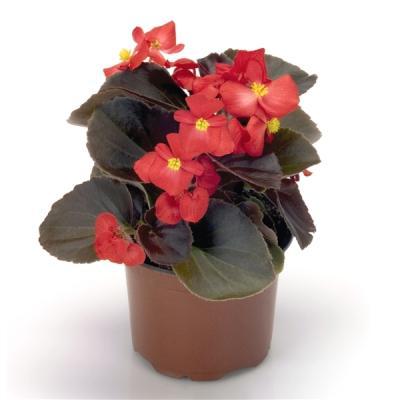 Бегония всегдацвет., P6, Выс20 в интернет гипермаркете «Планета Лета». Фото
