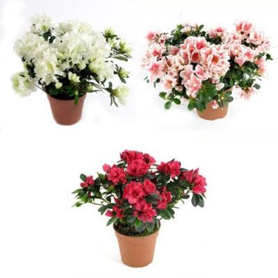 Рододендрон гибрид.микс, Гор15, Выс25 в интернет гипермаркете «Планета Лета». Фото