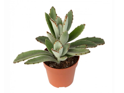 Каланхоэ Tomentosa, Гор11 М в интернет гипермаркете «Планета Лета». Фото