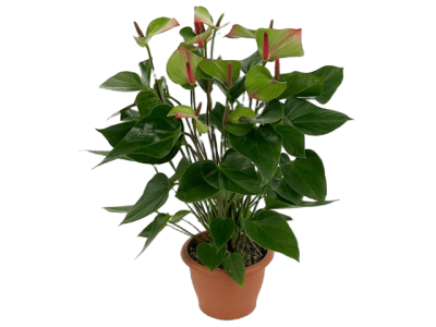 Антуриум Jaguar green, Гор21, Выс90 в интернет гипермаркете «Планета Лета». Фото