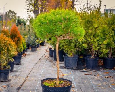 Сосна черная Bambino на штамбе, Выс60, Гор24 в интернет гипермаркете «Планета Лета». Фото