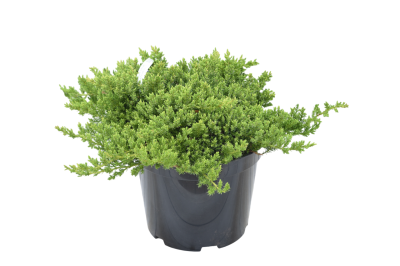 Можжевел.лежач.Nana, С8, Выс30-40 в интернет гипермаркете «Планета Лета». Фото