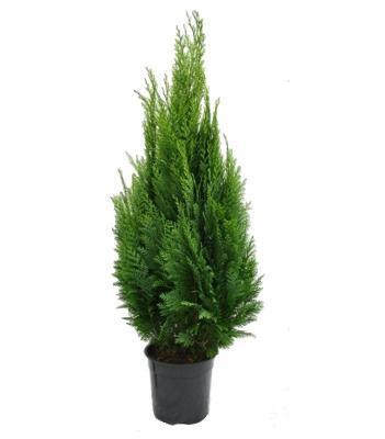 Кипарисовик Л.White Spot, Гор23, Выс60 в интернет гипермаркете «Планета Лета». Фото