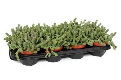 Крассула Marnieriana, Гор11, Выс15 в интернет гипермаркете «Планета Лета». Фото