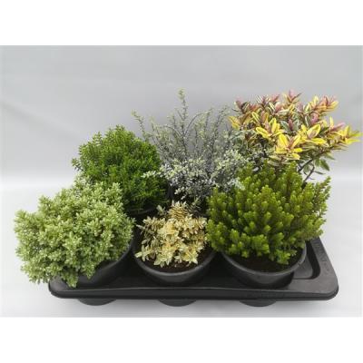 Хебе микс, Гор17, Выс20 в интернет гипермаркете «Планета Лета». Фото