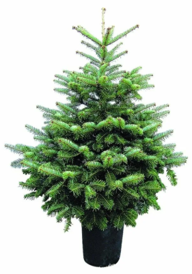 Пихта кавказская /Нордмана/, Гор42, Выс180 И в интернет гипермаркете «Планета Лета». Фото