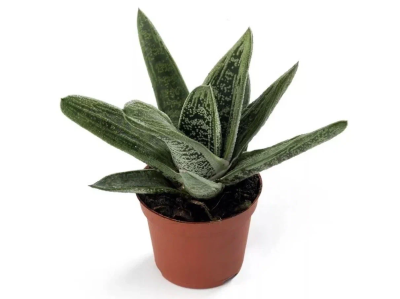 Гастерия, Гор8, Выс12 в интернет гипермаркете «Планета Лета». Фото