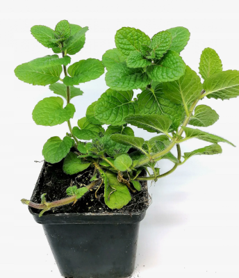 Мята земляничная, Гор9 М в интернет гипермаркете «Планета Лета». Фото