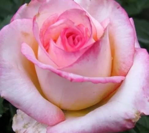 Роза флорибунда в коробке Московская красавица в интернет гипермаркете «Планета Лета». Фото