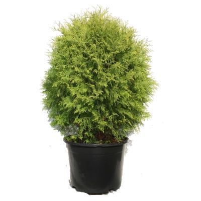 Туя запад.Golden Globe, Гор28, Выс40 в интернет гипермаркете «Планета Лета». Фото